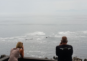 Whales, whales everywhere…