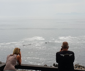 Whales, whales everywhere…