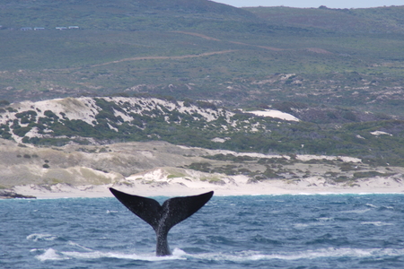 Whale Tales and tales of whales