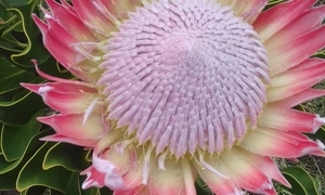 AGUR SE GEBED OOR: ARMOEDE, RYKDOM EN TEVREDENHEID