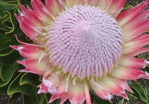 AGUR SE GEBED OOR: ARMOEDE, RYKDOM EN TEVREDENHEID