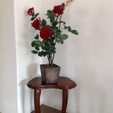 Potted silk - Rose