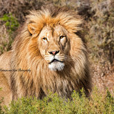 Herman van Bon Photography