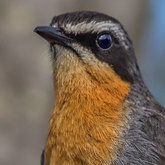 Herman van Bon Photography Bird