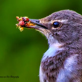 Herman van Bon Photography Bird