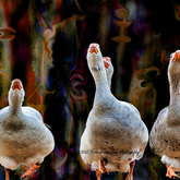 Private Gallery Napier