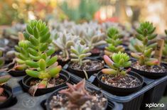 napier_farmstall_nursery_2__1543413800