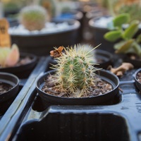 Tip of Africa Nursery