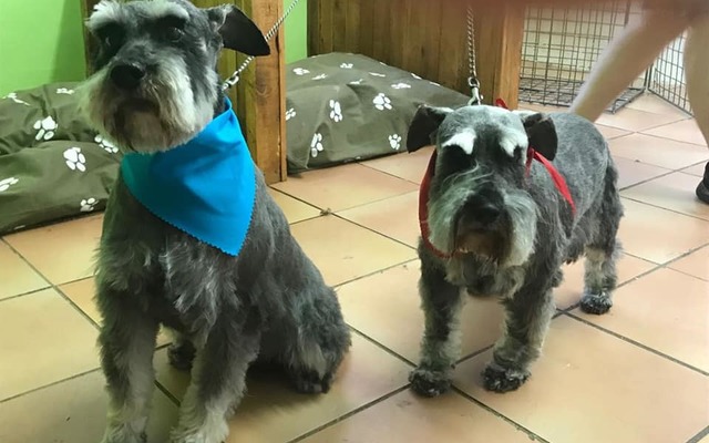 43648058_2245577762332329_2578202579263553536_n_1543925854