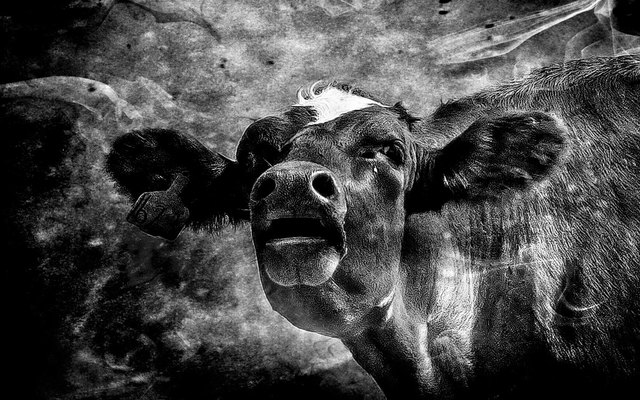 frescofy11_moohBW_WEB_1544013257