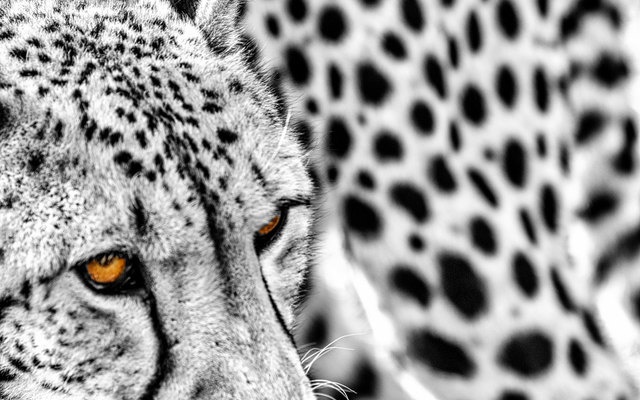 frescofy19cheetahpopartWEB_1544013255