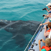 Boat Whale Watching Experience