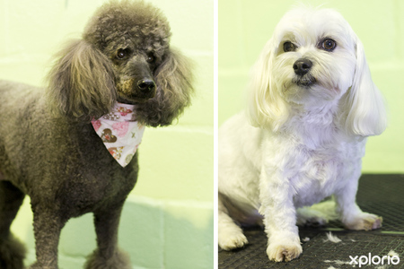 hermanus_animals_pet_care_grooming_canine_couture_poodle_and_maltese_cuts_1544798188_1545122610
