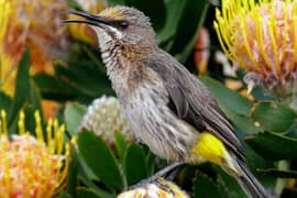 A Bird's Eyeview of Birding at Grootbos