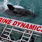 Marine Dynamics Shark Tours