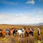 African Horse Company African Horse Company