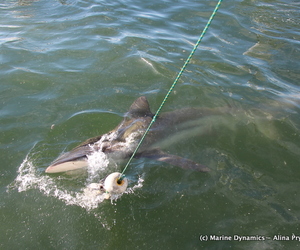 Daily Blog 11 January 2019