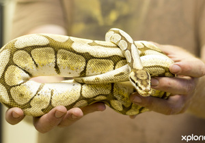 5 Tips for safe snake removal