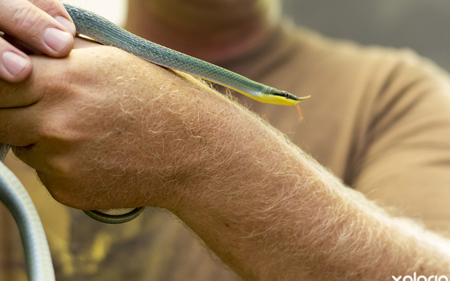 pringle_bay_specialized_services_cold_blooded_rare_single_horned_snake_1544009594_1547556397