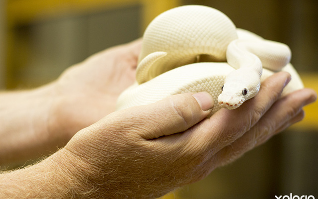 pringle_bay_specialized_services_cold_blooded_white_snakes_1544009471_1547556396