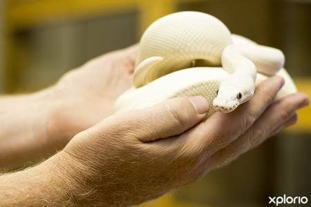 pringle_bay_specialized_services_cold_blooded_white_snakes_1544009471_1547556396