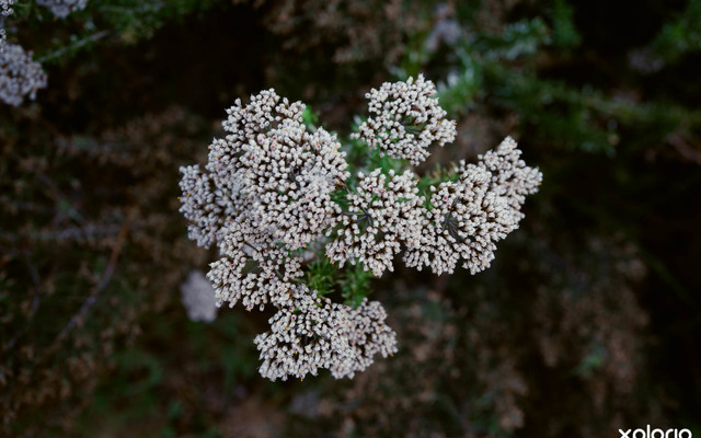 cure_for_fynbos_blindness_fynbos_4_1527501429_1547618184 cure_for_fynbos_blindness_fynbos_4_1527501429_1547618184