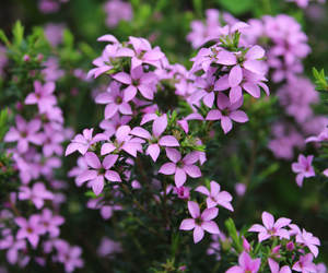 Landscaping with Nature and other delicious things