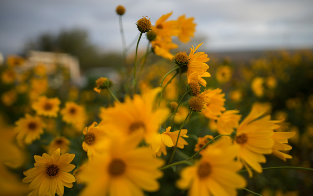 flowers_lokal_1548080701