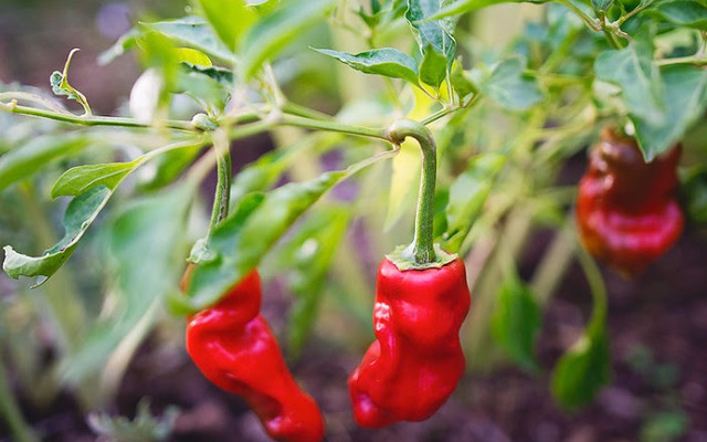 lokal_chillies_1548080700