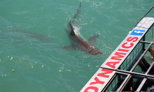 Daily Blog 27 January 2019