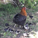 Bird Song Cottage at Town and Country Guesthouse