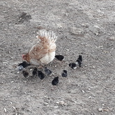 Bird Song Cottage - Town and Country Self-Catering Accommodation - Xplorio™ Caledon