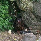 Bird Song Cottage - Town and Country Self-Catering Accommodation - Xplorio™ Caledon