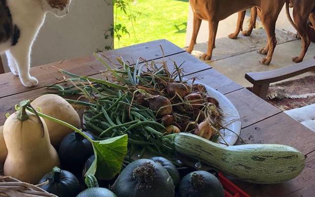 49373611_2240806179287629_458390314629988352_n_1549364617