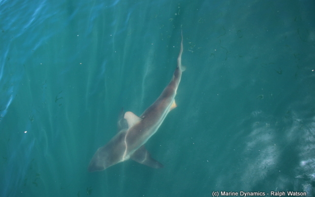 20190205_SF_Trip1_RWatson_IMG011_1549456122