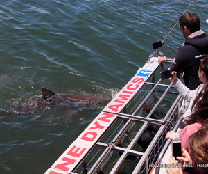 Daily Blog 12 February 2019 | White Shark Diving Gansbaai