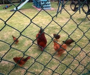 Kakoo, Kaptein and their family