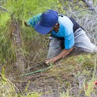 Fynbos Pole Depot Bredasdorp - Removing Alien Vegetation