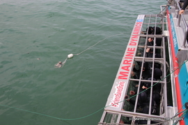 Daily Blog 26 February 2019 | White Shark Diving Gansbaai