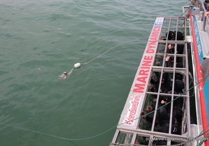 Daily Blog 26 February 2019 | White Shark Diving Gansbaai