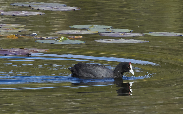 Moorhen_1551254033
