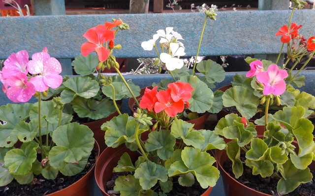 Geraniums