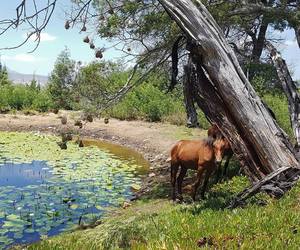 Things To Do At Goodwill Mountain Farm