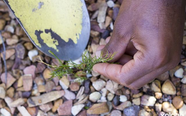 kleinmond_gardens_banwell_gardens_creaning_1536328354_1551945534