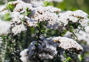 Garden Creation By Ashley Banwell