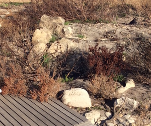 Time for a living gift?