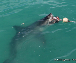 Daily Blog 12 March 2019 | White Shark Diving Gansbaai