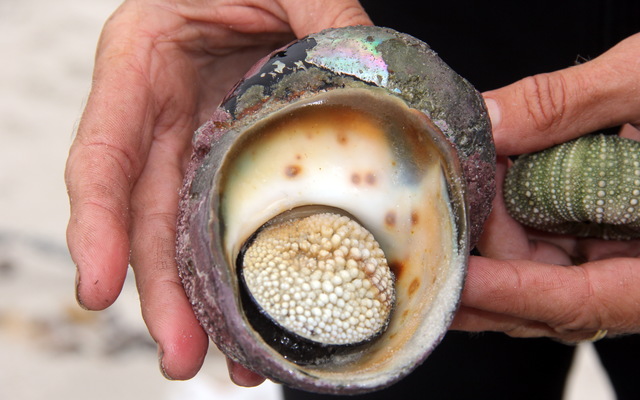 Gansbaai & Pearly Beach Horse Trails