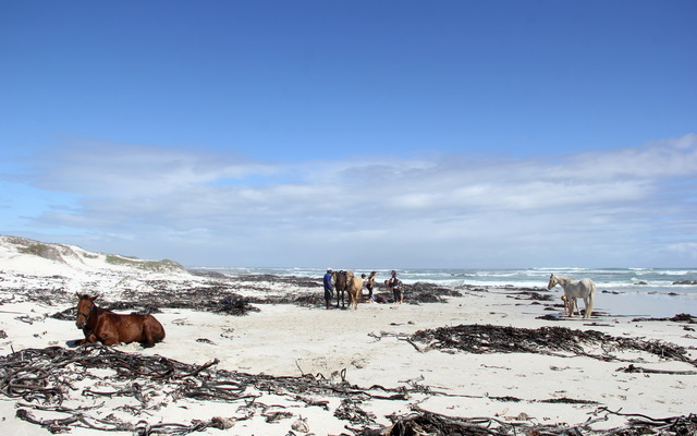 Gansbaai & Pearly Beach Horse Trails