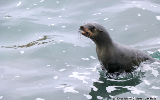 Lunge_Feeding_Brydes_Whale_10_1553780560